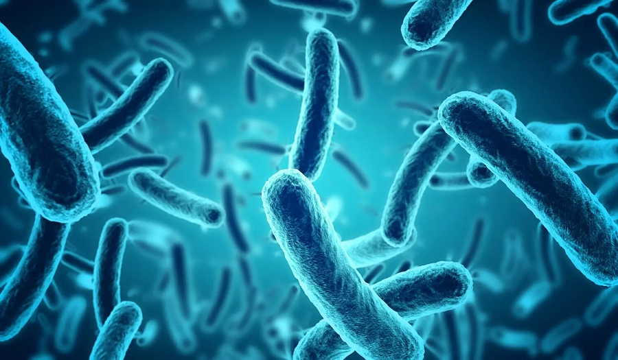 men-vi-sinh-bacillus-clausii1