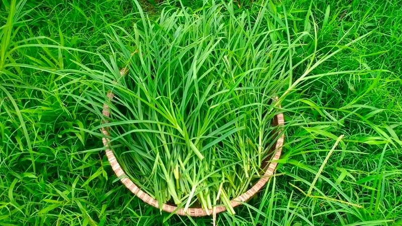 Cỏ mần trầu là thảo dược trị gàu an toàn cho bà bầu.