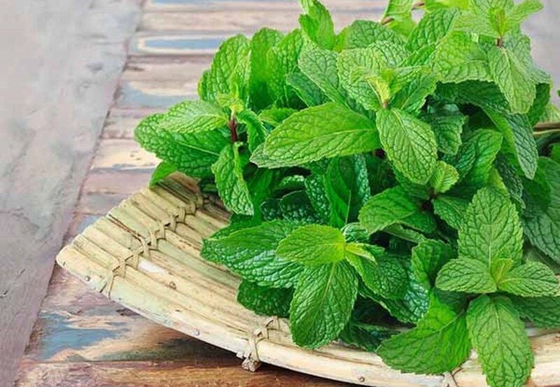 Hít nhẹ tinh dầu bạc hà giúp giảm nghẹt mũi cấp tốc nhờ menthol.