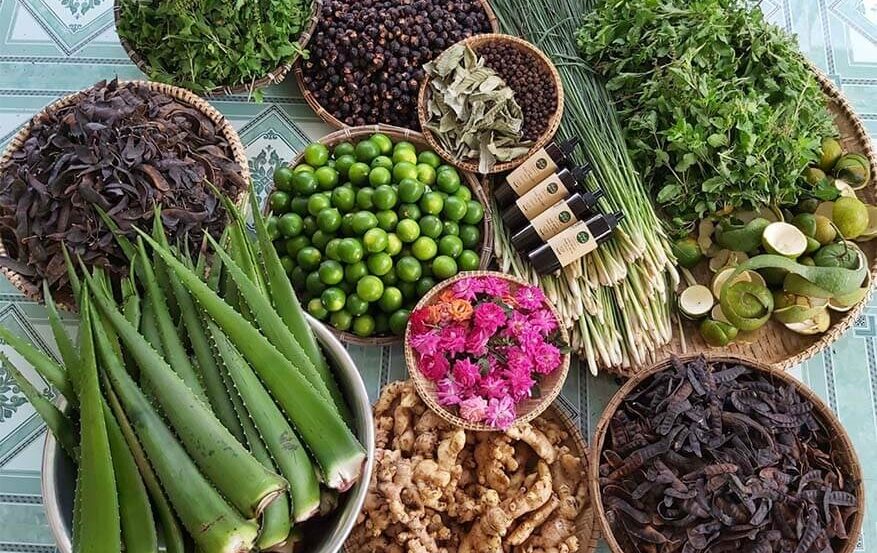 Các thành phần dược liệu tự nhiên tốt cho da đầu