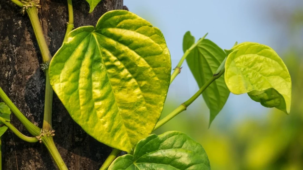 dung-dich-ve-sinh-tri-ngua-vung-kin-4