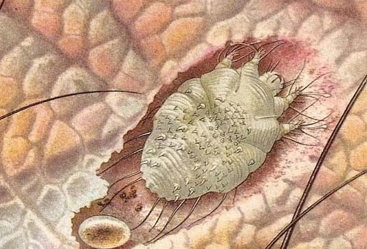 ngua-2-ben-mep-vung-kin-2