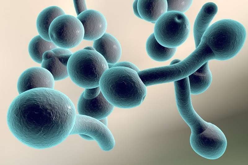 ngua-vung-kin-la-benh-gi-1