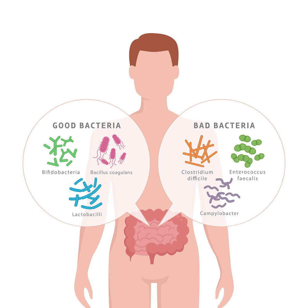 phan-biet-men-vi-sinh-va-men-tieu-hoa-2