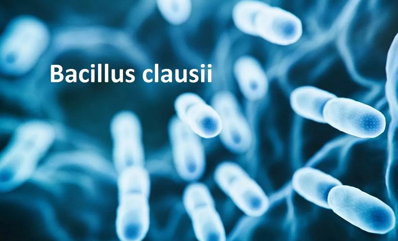 Bacillus-clausii-2-ty-bao-tu-1