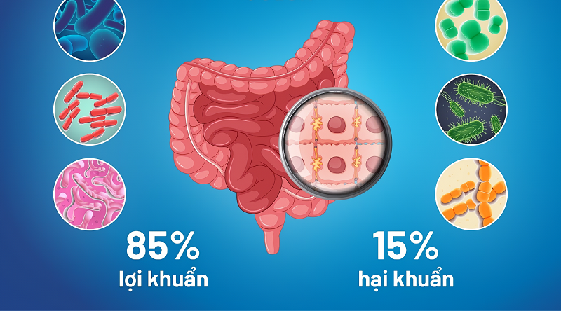 Bacillus-clausii-2-ty-bao-tu-3