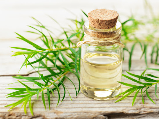 Thành phần tràm trà tự nhiên giúp kháng khuẩn chống viêm