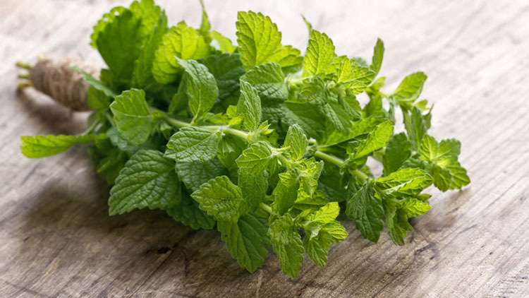 Dầu gội trị gàu nam nên chứa các thành phần làm mát như bạc hà