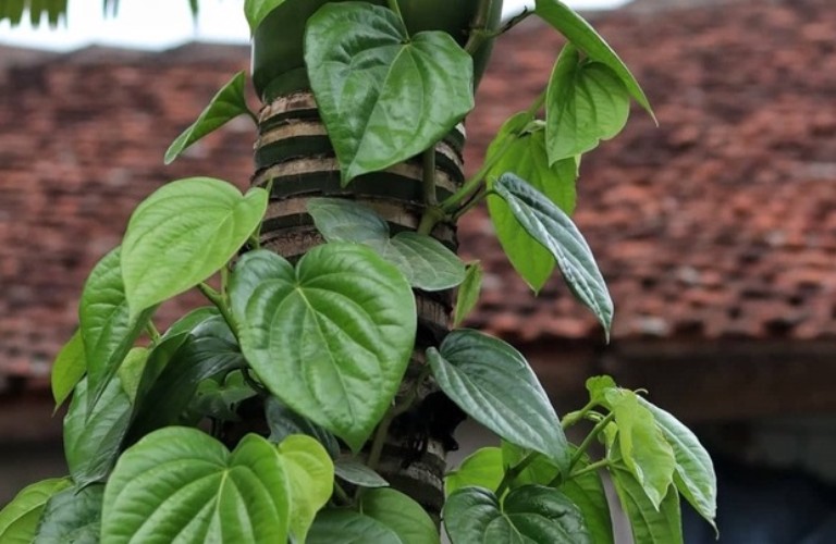 tri-nam-ngua-vung-kin-2