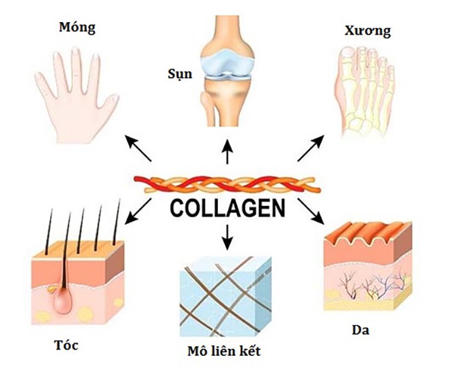 25-tuoi-nen-uong-collagen-loai-nao-5