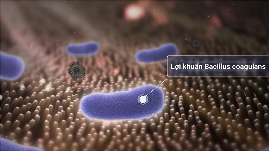 bao-tu-loi-khuan-tri-tao-bon-4