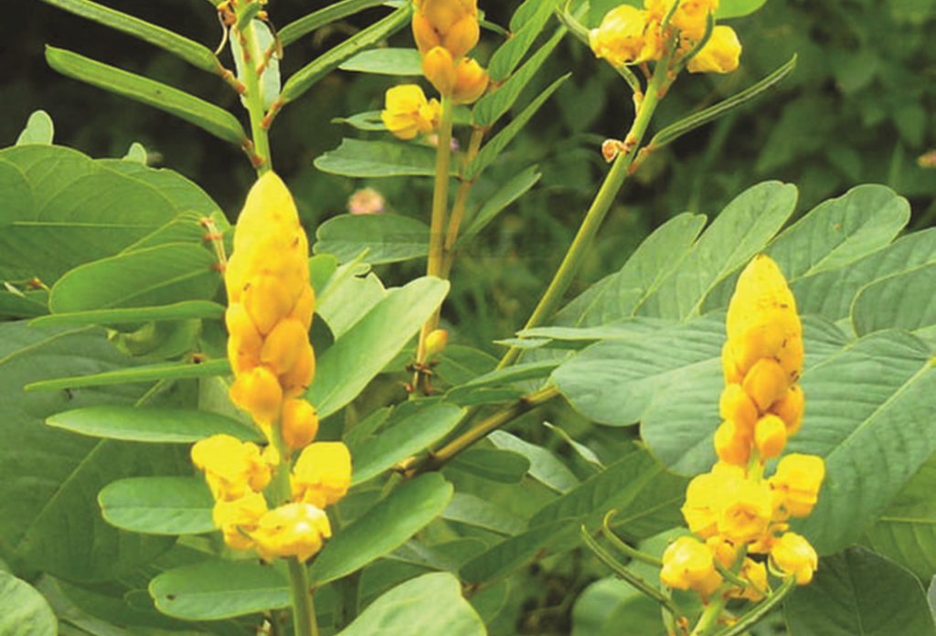 cach-tri-tao-bon-nhanh-nhat-3