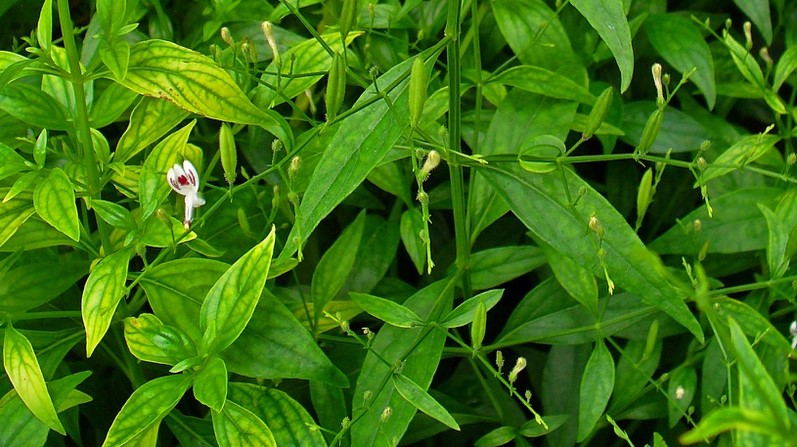 Dầu gội đầu nào trị gàu tốt nhất? Là dầu gội chứa thành phần xuyên tâm liên