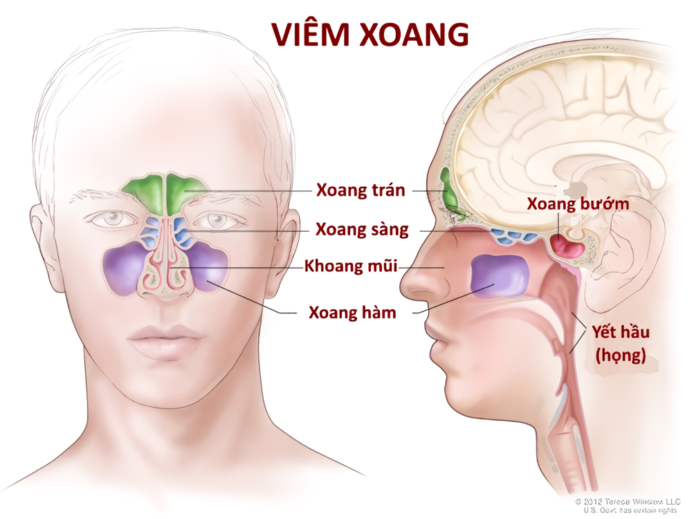 Minh họa cơ chế cấu tạo xoang