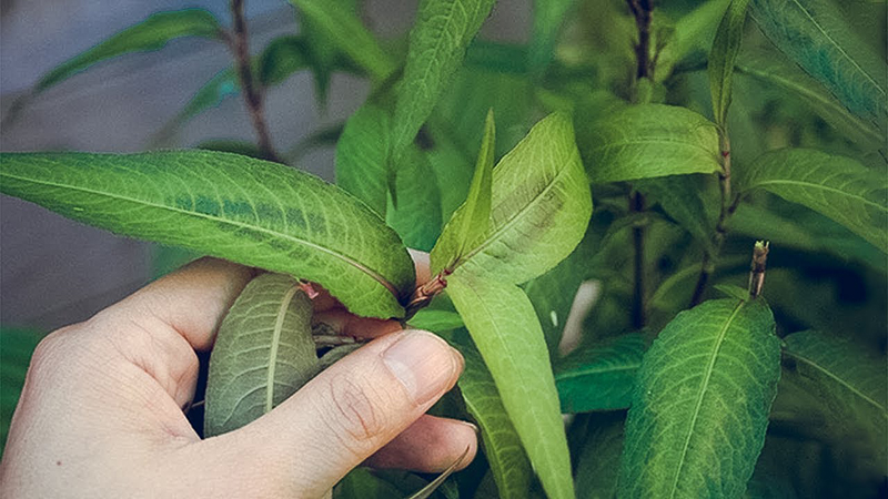 Rau răm là một trong các loại thảo dược giúp mọc tóc được tin dùng