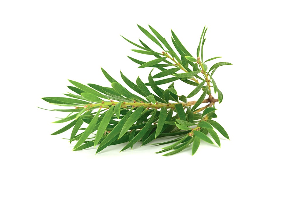 Chữa bệnh ngứa da đầu bằng dầu cây trà