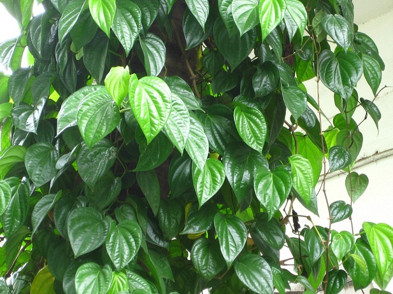 cach-giam-ngua-vung-kin-nhanh-nhat-3