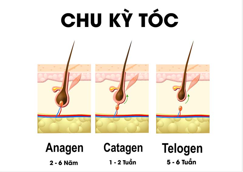Chu kỳ phát triển của tóc được chia thành 3 giai đoạn