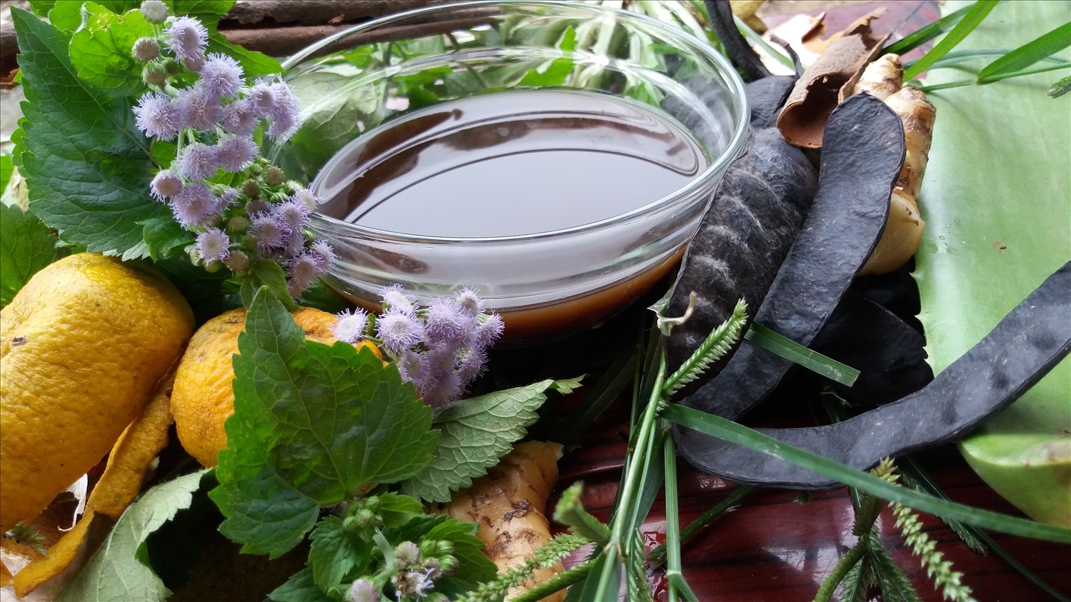 Bồ kết có kháng chất kháng nấm tự nhiên