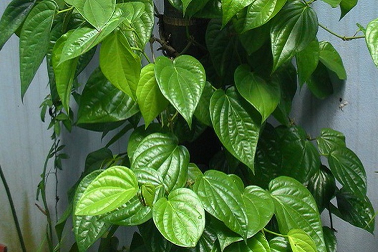 cach-tri-viem-vung-kin-tai-nha-3