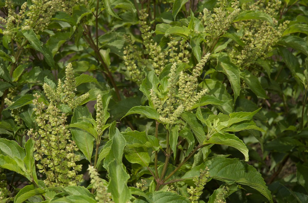 Cây hương nhu tự nhiên với có tác dụng kích thích mọc tóc