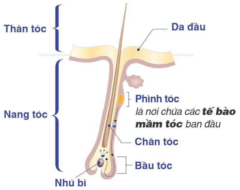 Mỗi sợi tóc phát triển khỏe mạnh nhờ nguồn dinh dưỡng đầy đủ từ nang tóc.