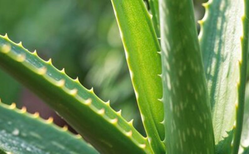 nuoc-rua-phu-khoa-tri-nam-ngua-3