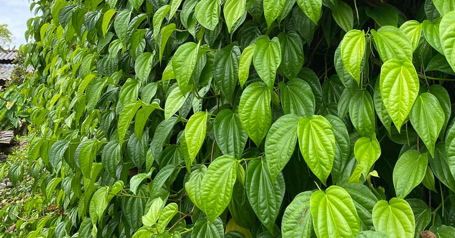 vung-kin-co-mui-hoi-kham-va-ngua-4