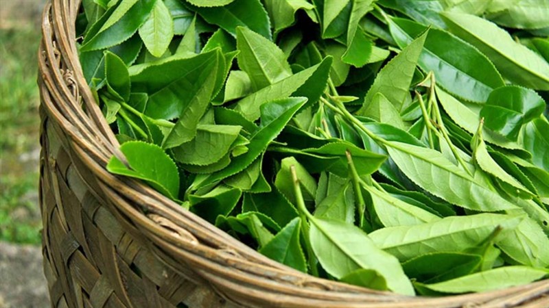 vung-kin-co-mui-hoi-nhu-trung-thoi-3