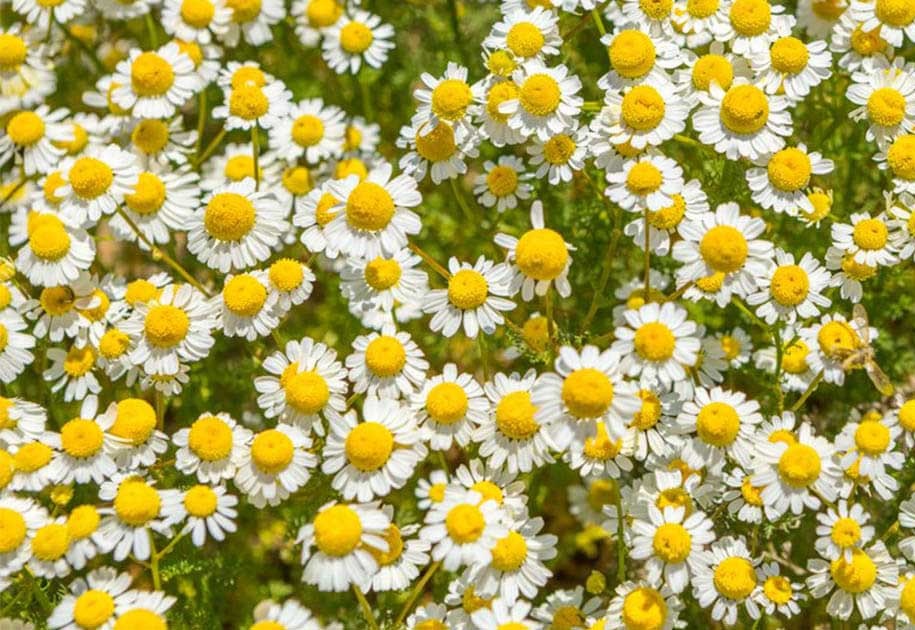 hoa-cuc-la-ma-co-tac-dung-gi-cho-da-1