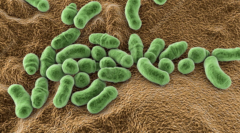 Nấm Malassezia kết hợp với dầu thừa là nguyên nhân chính gây bệnh.