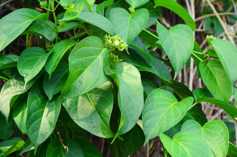 cac-bai-thuoc-chua-benh-tieu-duong-2