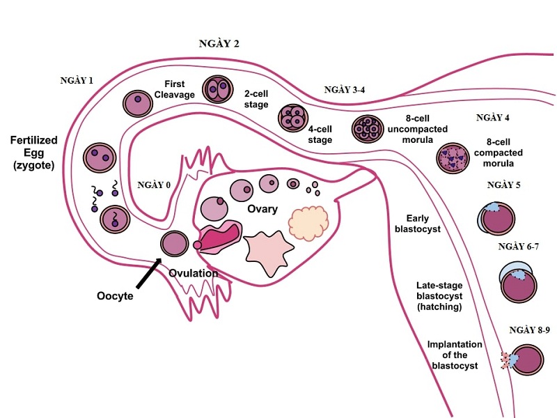 cach-nhan-biet-co-thai-som-nhat-1