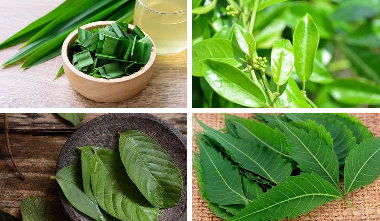 cay-thuoc-chua-benh-tieu-duong-1