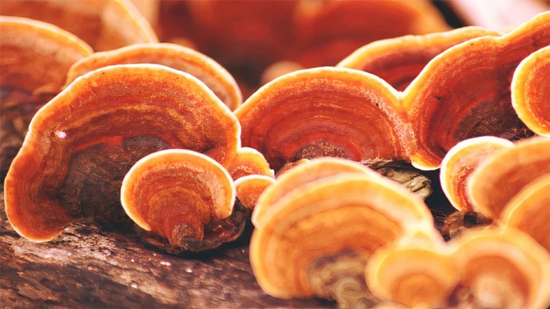 cay-thuoc-chua-benh-tieu-duong-3