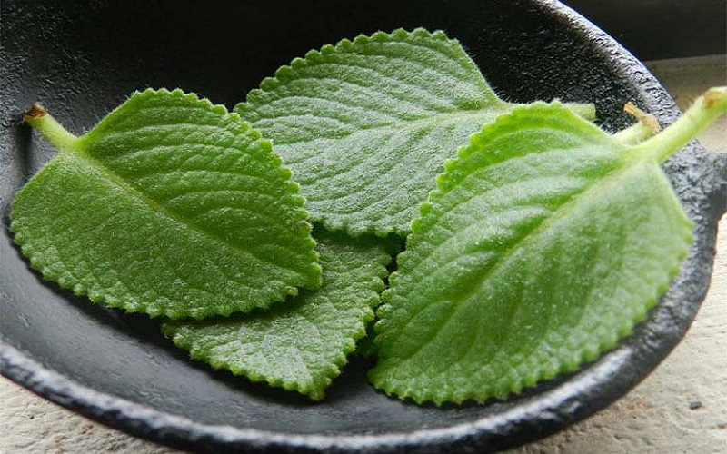 la-hung-chanh-tri-ho-cho-nguoi-lon-1