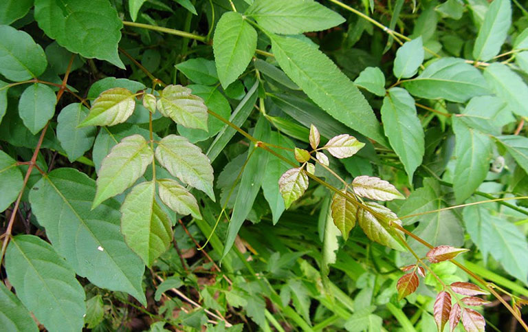 cach-dieu-tri-vi-khuan-hp-3