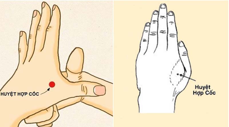 cach-tri-ho-tai-nha-cho-nguoi-lon-2