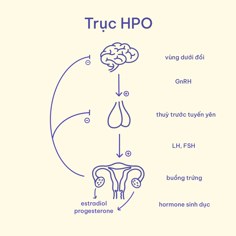 roi-loan-kinh-nguyet-tien-man-kinh-2