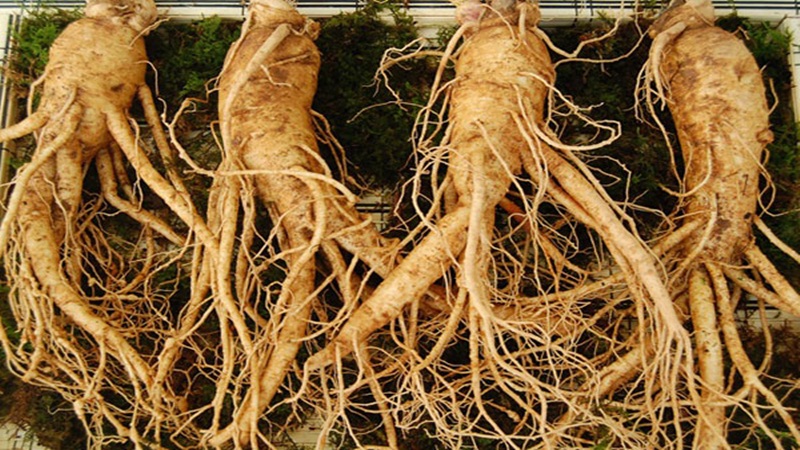 thuoc-bo-huyet-dieu-kinh-2