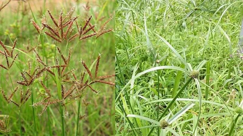 thuoc-chua-roi-loan-kinh-nguyet-3