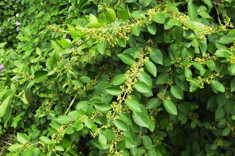 thuoc-dong-y-chua-benh-tieu-duong-2