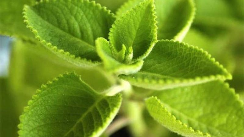 cach-nau-siro-hung-chanh-quat-mat-ong-2