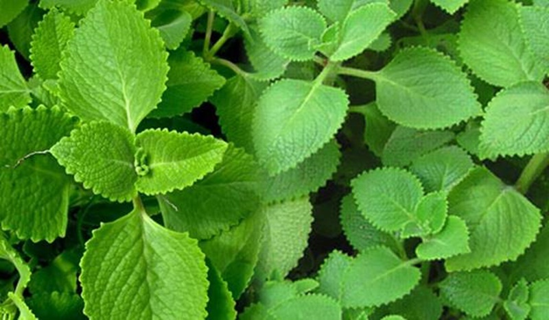 cach-tri-ho-bang-rau-tan-day-la-1