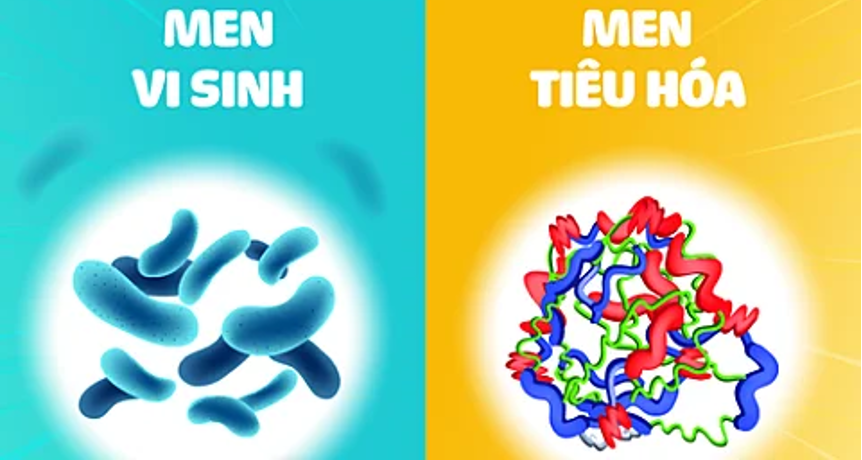 phan-biet-men-vi-sinh-va-men-tieu-hoa-1