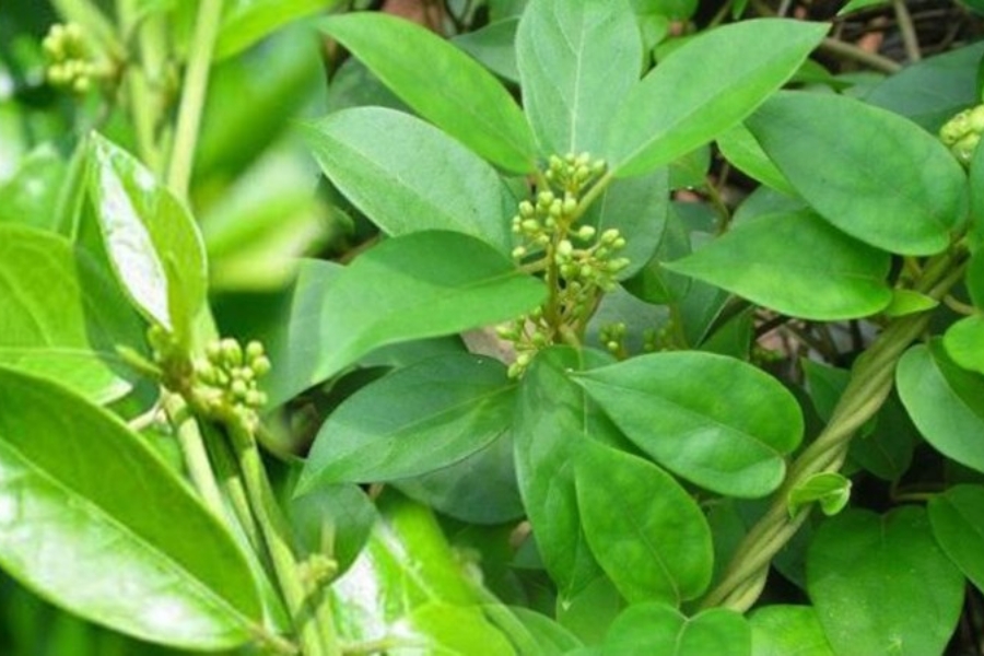 thuoc-dong-y-tri-tieu-duong-5