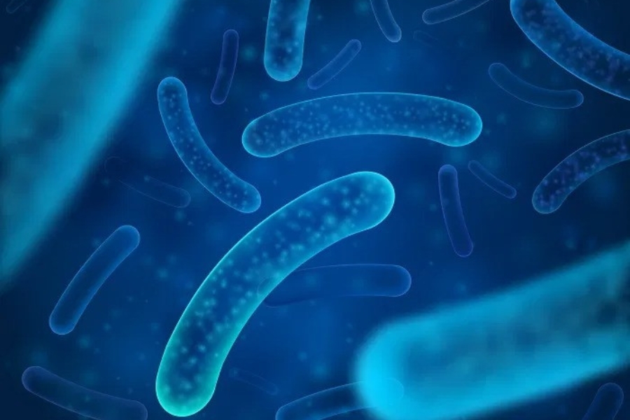 vi-khuan-lactobacillus-1