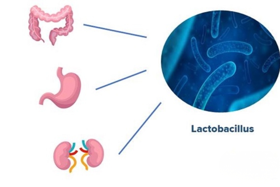 vi-khuan-lactobacillus-3