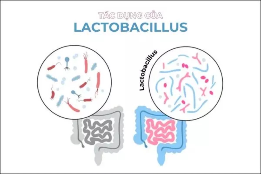 vi-khuan-lactobacillus-4